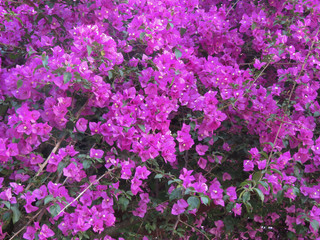 Fototapeta premium Portugal - Evora - Parc municipal Dom Maunel - Bougainvillier