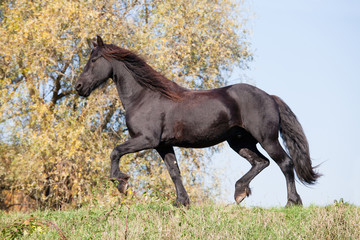 Nice friesian horse running on meadow