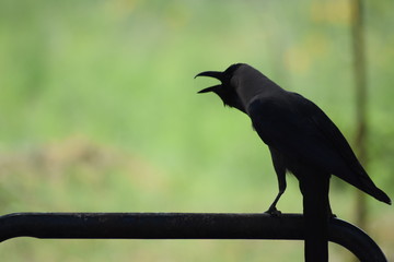 Crow