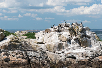 cormorant colony 