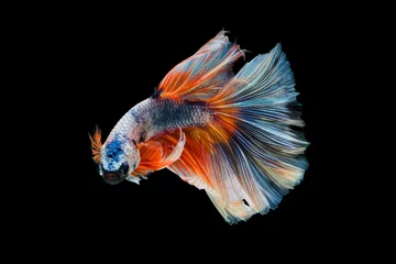 Tuinposter The moving moment beautiful of siam betta fish in thailand on black background. © Soonthorn