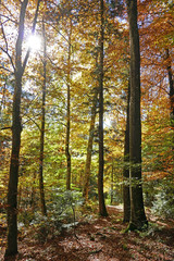 herbstwald, bern, schweiz 