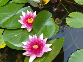 Fiori di loto con sfumature di rosa in un pozzo.