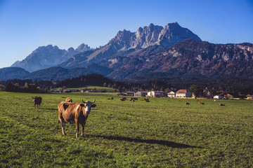 Fototapeta na wymiar Cow in Tyrol