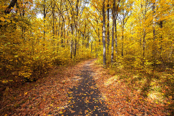 autumn road through deciduous forest 