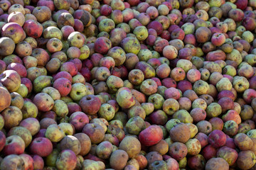 apples