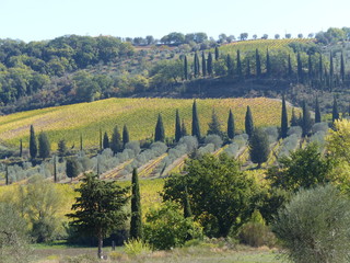 Paesaggio collinare con cipressi a Sant'Antimo in Toscana, Italia.