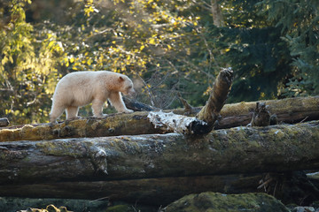 Spirit bear walking across a log in the rain forest of British Columbia Canada