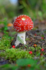 Fly agaric or fairy toadstool growing in moss