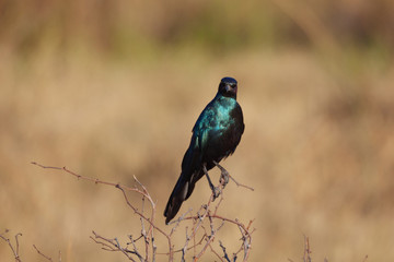 Grackle Bird