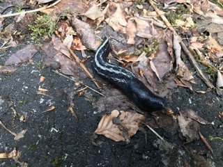 Schwarze Wegschnecke