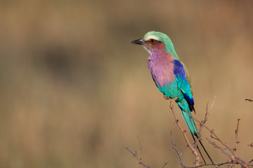 Lilac breasted roller bird in Botswana - 176746979