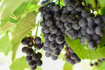 Grapes struguri autumn romania