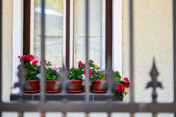 Traditional romania flower