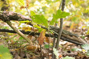 Small plant forest Romania autumn