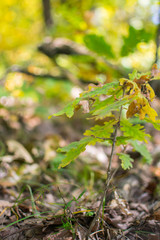 Small plant forest Romania autumn