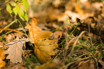 Leaf autumn