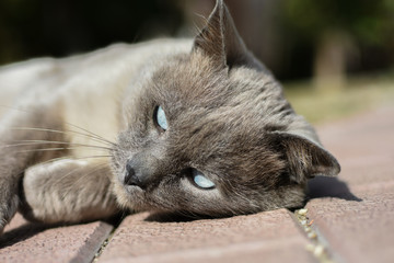 Blue russian cat from Romania lovely sleepy