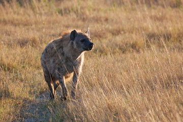 Hyena