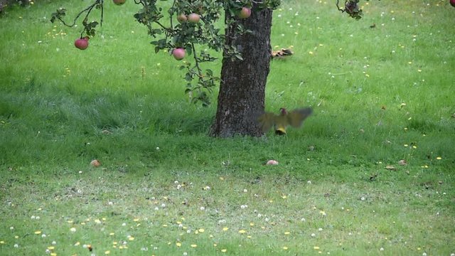 Gr&uuml;nspecht am Apfelbaum