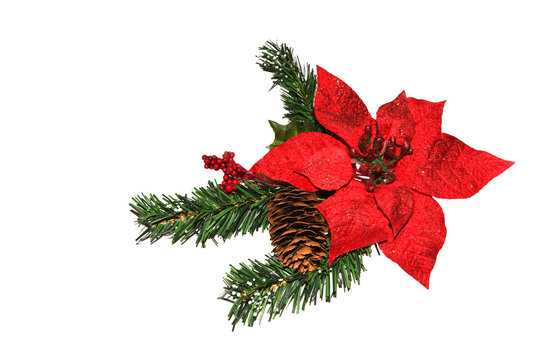 red poinsettia flower (Euphorbia pulcherrima) and fir tree isolated on white