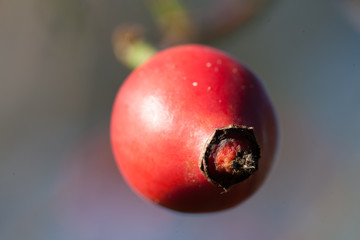 single rose hip