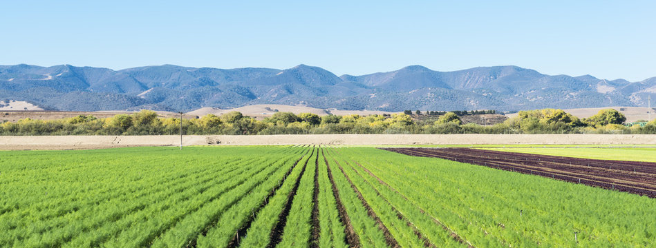Field of agriculture in California.