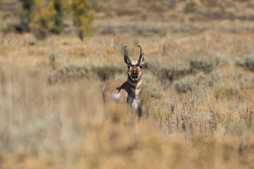 Pronghorn Antelope Buck in Fall