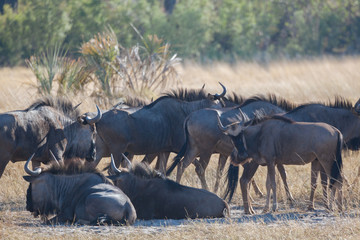 Wildebeest