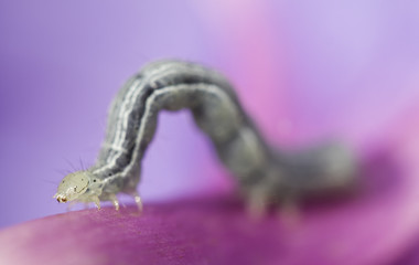 Caterpillar on bindweed