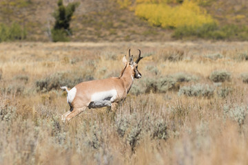 Naklejka na ściany i meble Pronghorn Antelope Buck in Fall