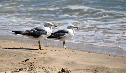 Gaviota patiamarilla