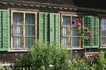 Rosen vor grünen Fensterläden