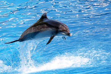 Bottle nosed dolphin performing jumps, blue water background
