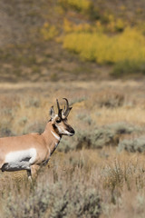 Naklejka na ściany i meble Pronghorn Antelope Buck in Fall