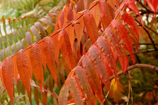 leaves sumah after rain