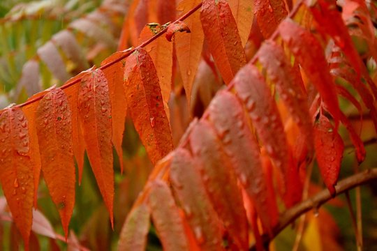 leaves sumah after rain