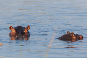 Fototapeta na wymiar Hippopotamus in the Okavango river 