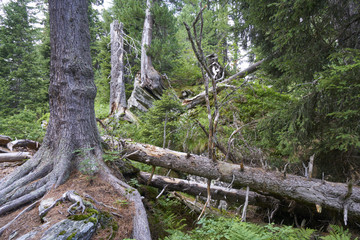 Fichtenwald mit Arven am Lägh da Bitabergh bei Maloja im Engadin