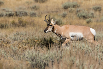 Pronghorn Antelope Buck in Fall