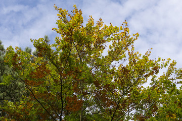 Bunte Baumkrone im Herbst