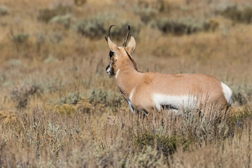 Pronghorn Antelope Buck in Fall