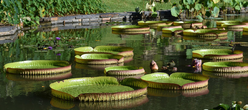 Beautiful garden pond scene with Giant Lily Pads