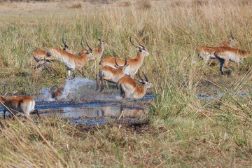 Red lechwe antelope in Botswana