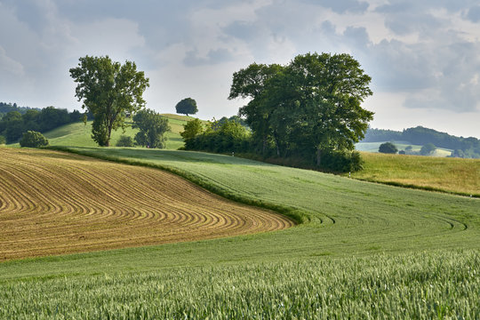 Saatkurven im Acker