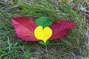 heart with wings of colorful autumn foliage on green grass