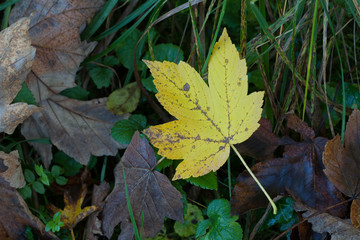 yellow maple leaf