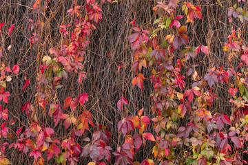 Autumn twigs and leaves