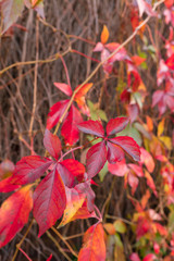 Autumn twigs and leaves