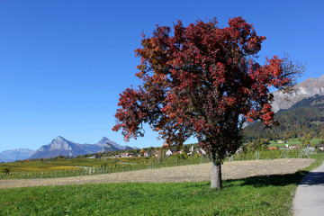 Fototapeta na wymiar Herbstlandschaft mit rotem Baum